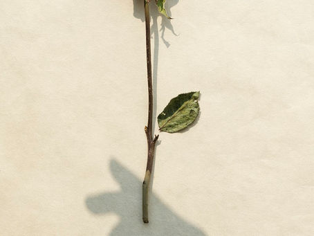 Para mí tu recuerdo - Arturo Borja Pérez