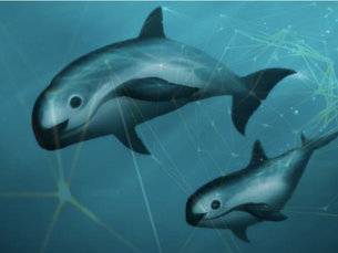 Could AI help save the Vaquita?