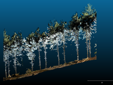 📍Action pilote en Navarre sur des parcelles d'essai d'éclaircie de Pinus nigra subsp. nigra 🌲