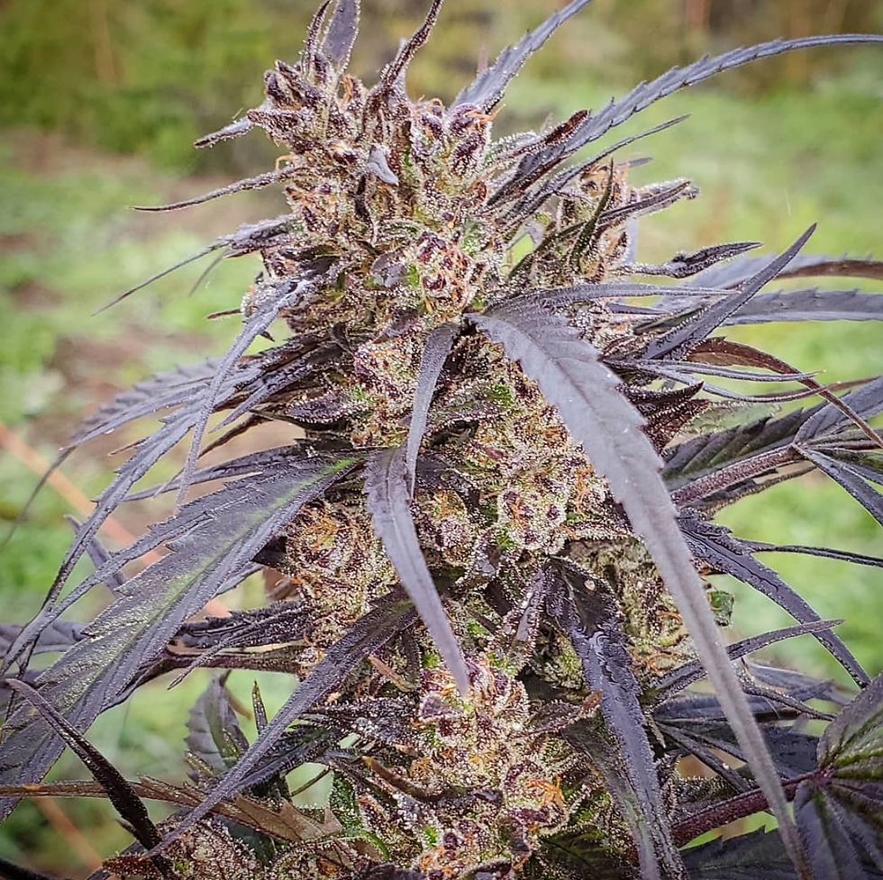 Cherry Wine High CBD Hemp Seeds
