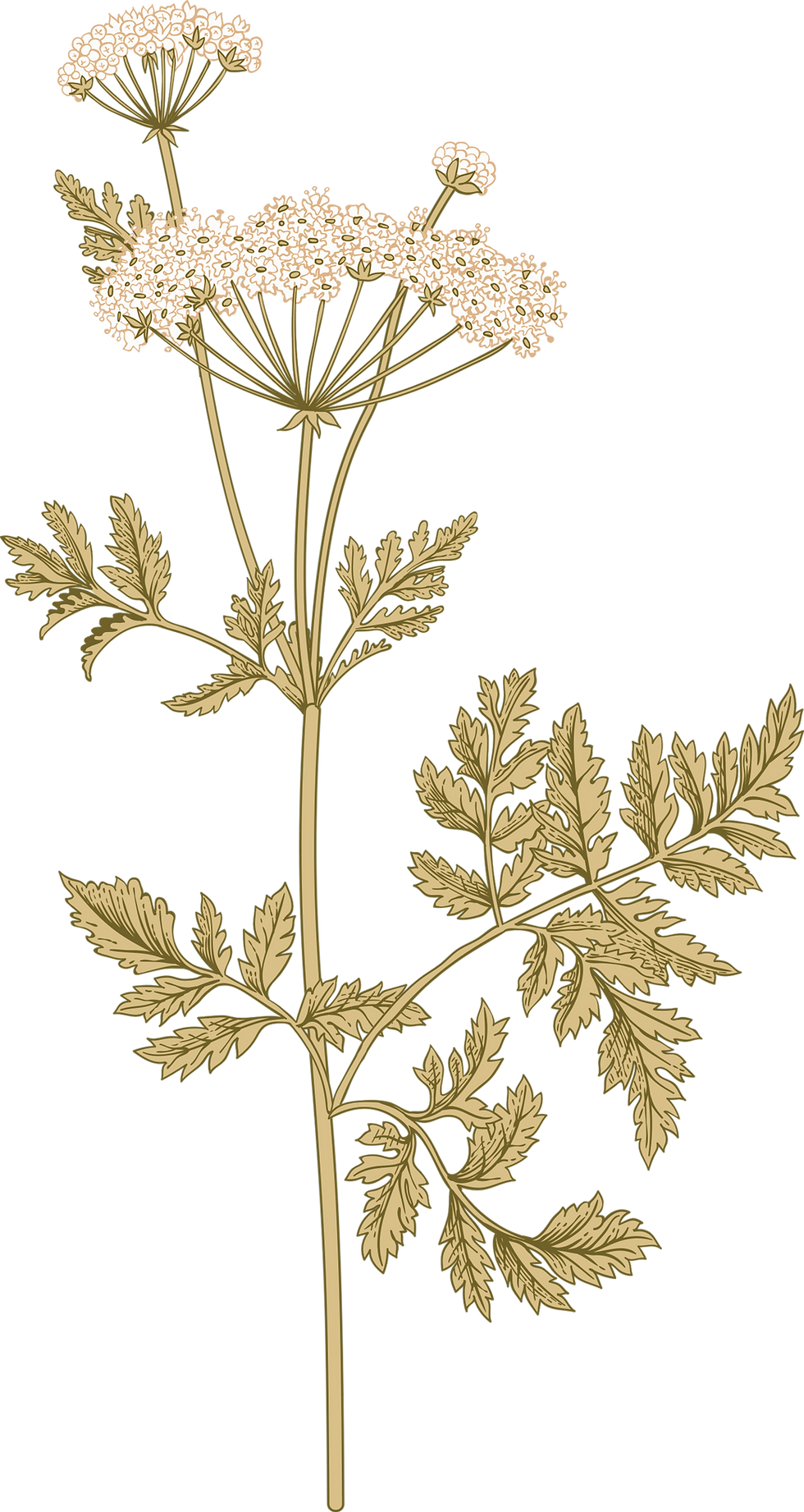 Botanical Herb Illustration