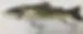 Thumbnail: Glide Shad