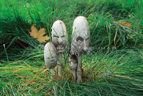 Légendes de Bretagne