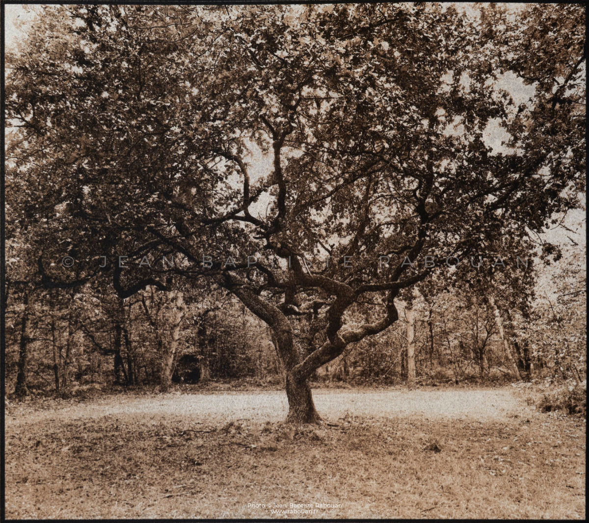 LE CHENE Tirage à la terre (terrotype). Moyen format.