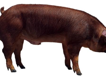 脂肪品質の改善には