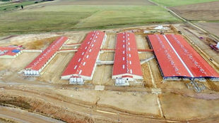 群閉鎖で生ワクか血清か