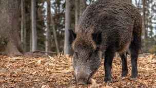 スペインでアフリカ豚熱ASF発生第一報