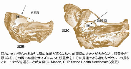 豚の頭骨