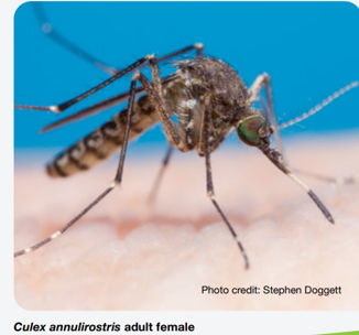 米国流の蚊の駆除