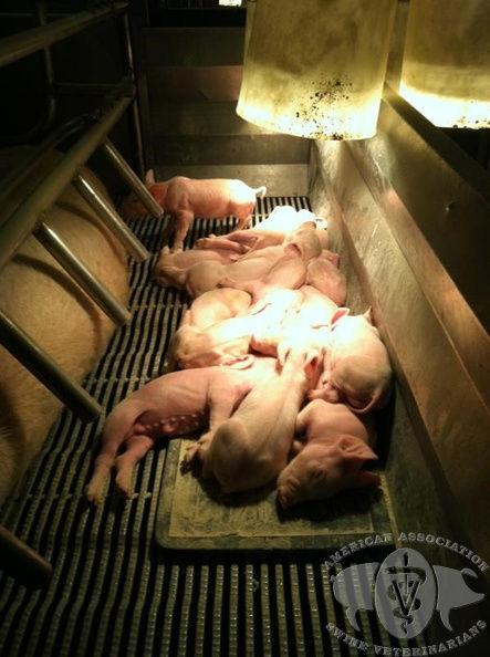 PED:豚流行性下痢