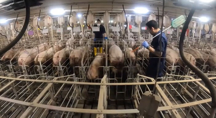 母豚死亡を減らす米国実践例