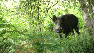 スペインのアフリカ豚熱続報