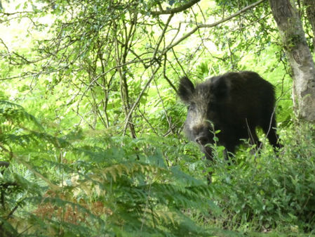 スペインのアフリカ豚熱続報