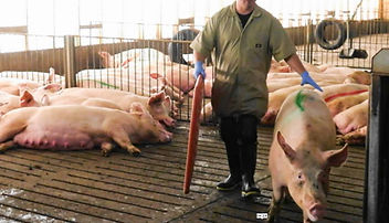 養豚スマートハンドリング６