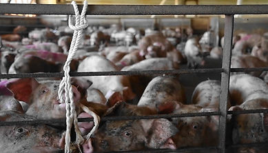 豚唾液サンプル１