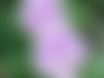 直腸脱の問題は大きい