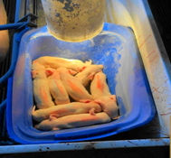 分割授乳の作業手順例