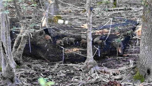 アフリカ豚熱イタリアの失敗