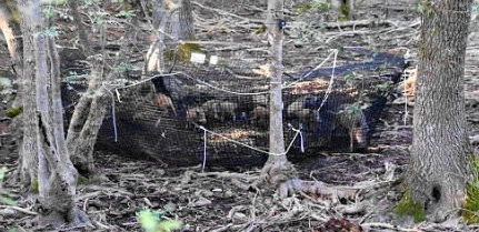 アフリカ豚熱イタリアの失敗