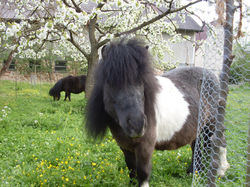 Danni (Meerhusens Harmonie)