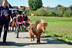 Selbst einmal die Kutsche lenken