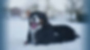 Is It Illegal to Leave a Pet Outside in the Cold in Pennsylvania?