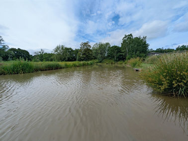 An image of the Island lake at Moorlands Farm fishery