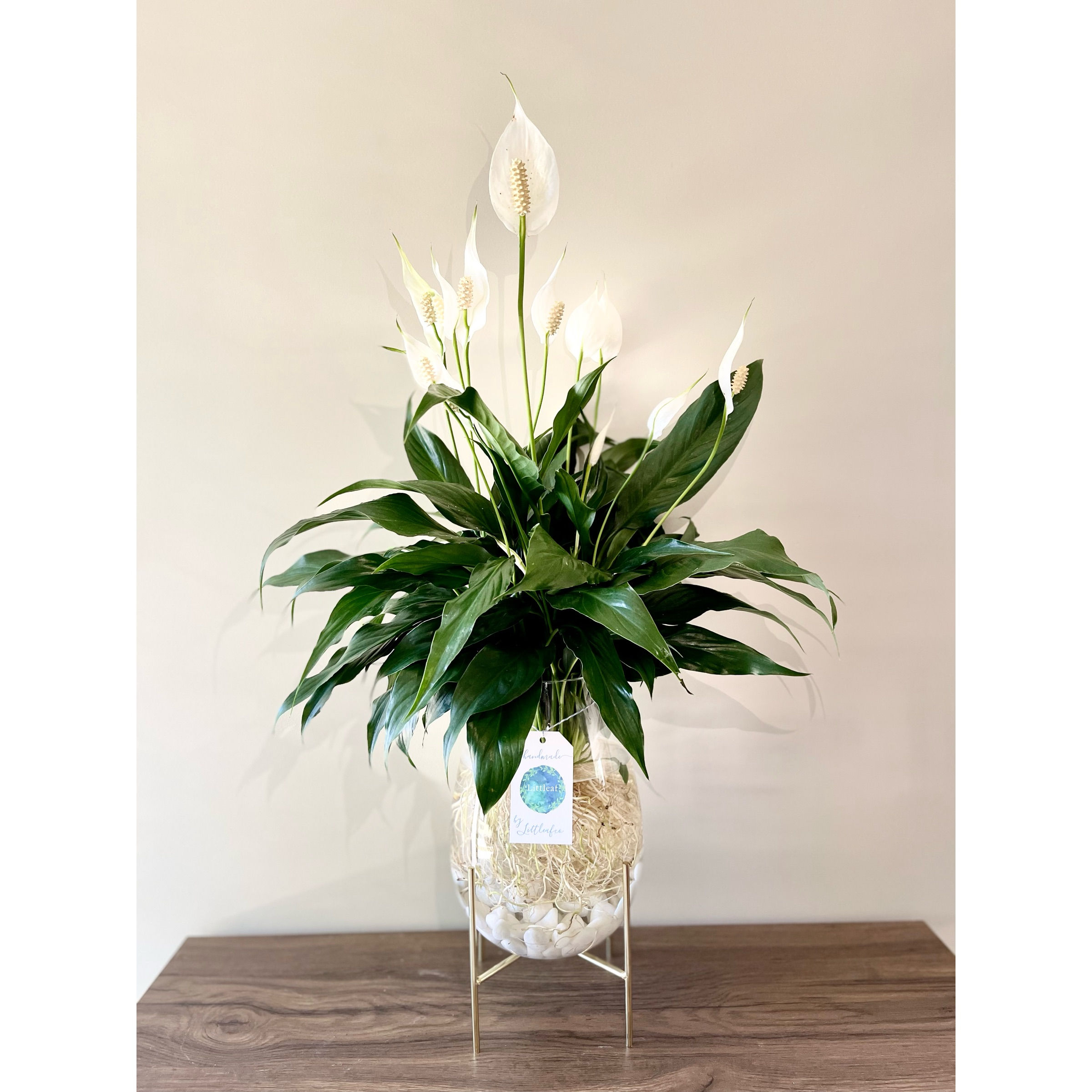 Medium Hydro Lily