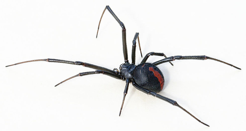 Red Back Spiders