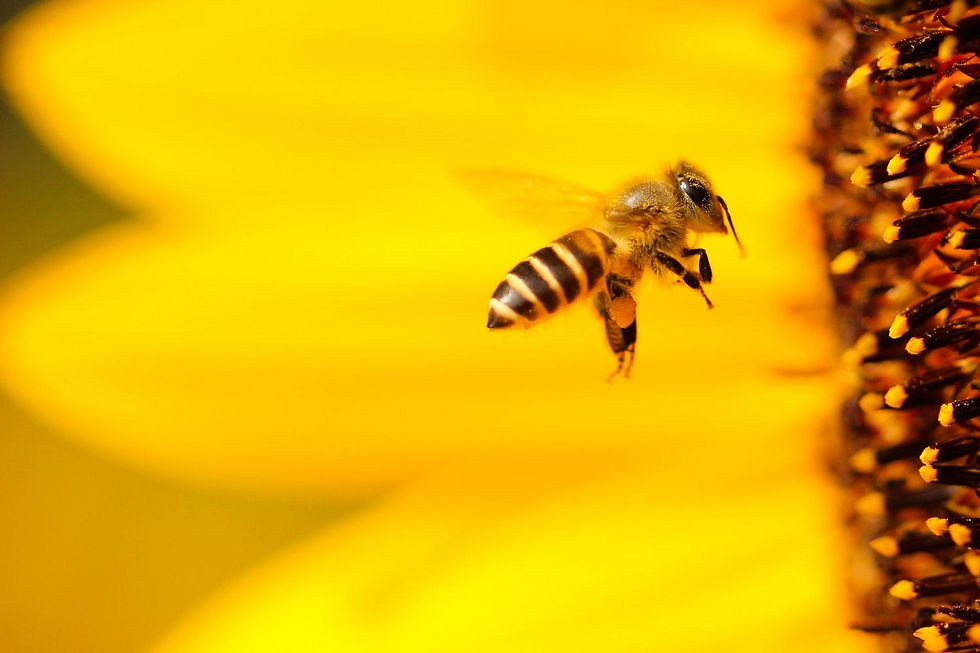 Honey Bee