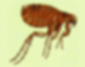 Cat Flea