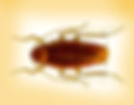 American Cockroach