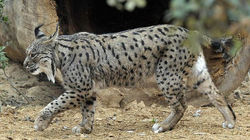 lince-iberico-jerez-644x362.jpg