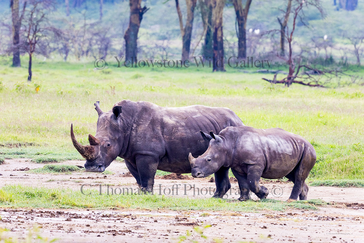Rhino and Calf