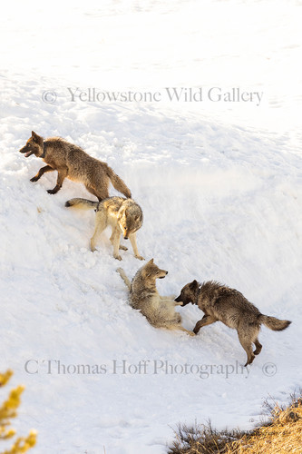 Wolves Roughhousing ROUGH HOUSING - Grey Wolves | YELLOWSTONE WILD