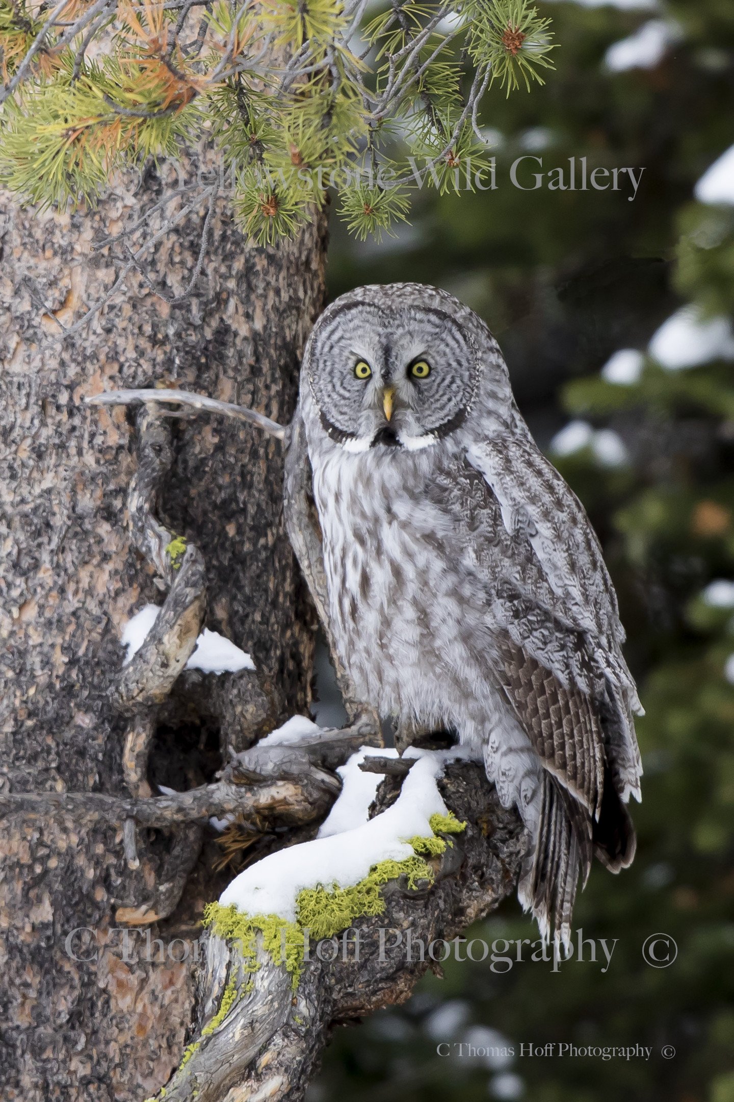 GHOST OF THE FOREST - Great Grey Owl