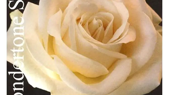 Wondertone Solo Violin String Set