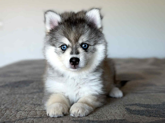pomsky for sale