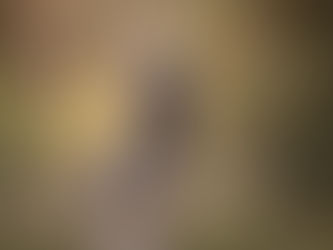 Living With Late Stage Degenerative Myelopathy – Arnhem’s Story