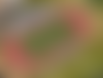 Breaking: SCSU to Host the Dream League 2021!!!!!