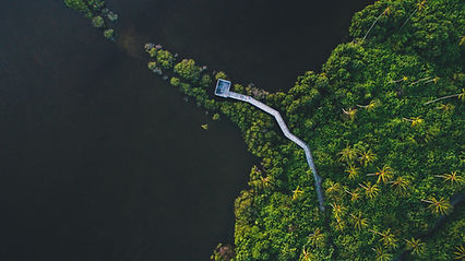 Aerial Photo of a Forest