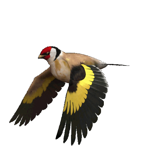 f0ea60b3b52870cb9bee518b375edaf3.gif