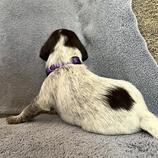 Purple Girl