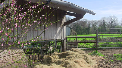 Hangar aux vaches et prairie pâturée