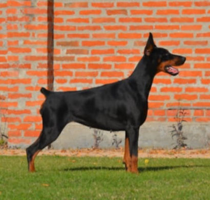doberman