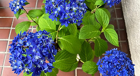 IMG_2924_edited.jpg