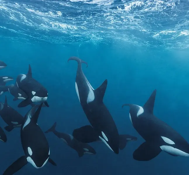 nationalgeographic2274238.webp