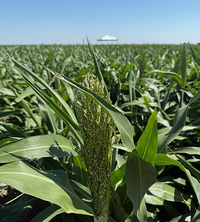 Corn Tassel.jpg