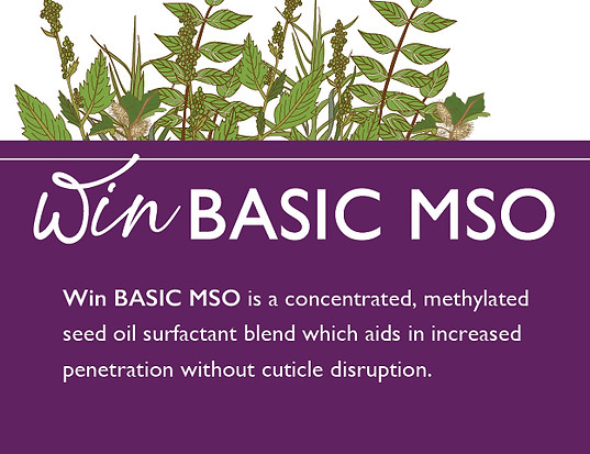WinBasicMSO Product Preview.jpg