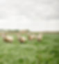 HOEVE VERSTRAETE-68_edited.jpg